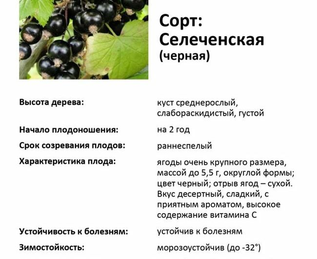 Описание и характеристика черной смородины сорта Селеченская, посадка и уход