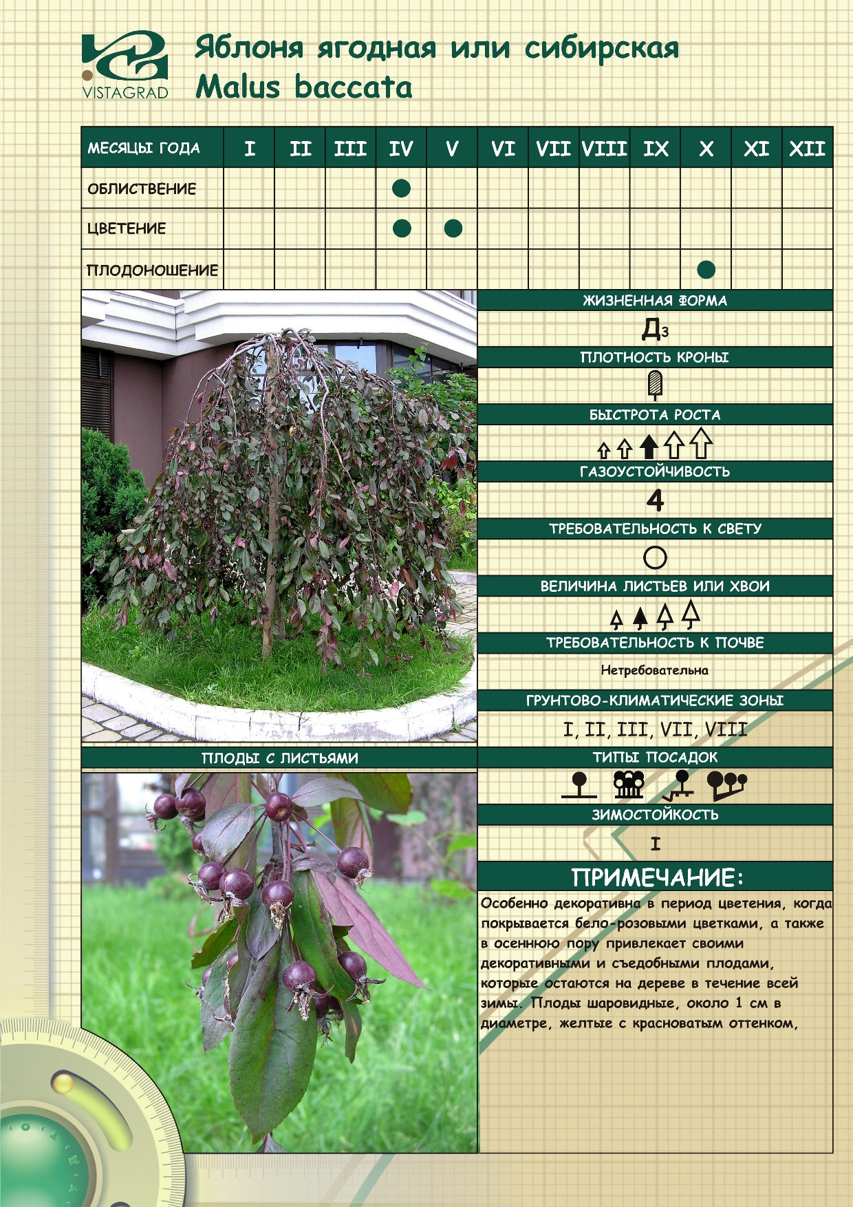 Яблоня недзвецкого: описание и характеристики, выращивание, высота и диаметр кроны