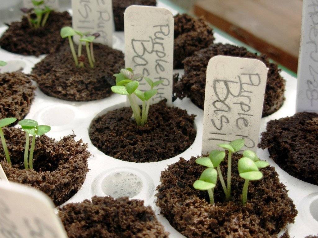 Посадка семян базилика на рассаду: когда и как сажать, выращивание и уход в открытом грунте