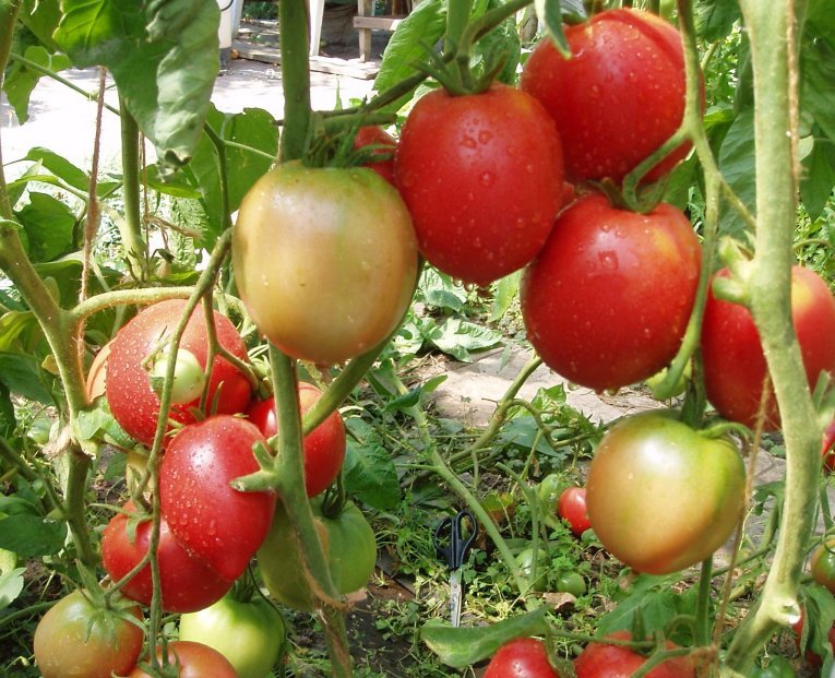 Томат гордость застолья f1: отзывы об урожайности помидоров, характеристика и описание сорта, видео и фото семян от фирмы партнер