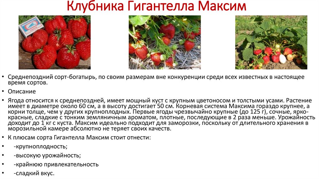 Клубника «кардинал»: описание сорта, особенности выращивания и ухода, фото