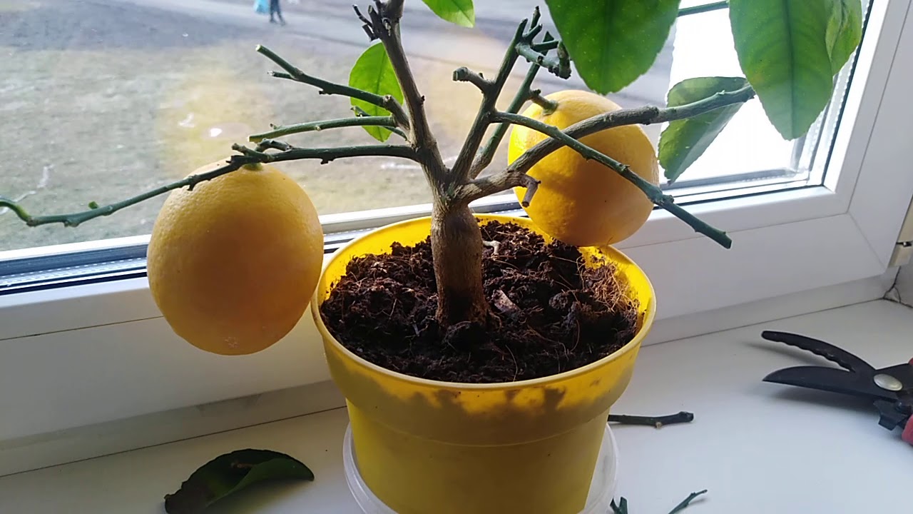 Почему не цветет лимон в домашних условиях, чем подкормить