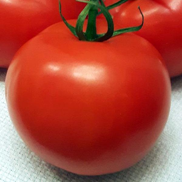 У всех на устах: лучшие сорта томатов для средней полосы россии | андрей петров | дзен