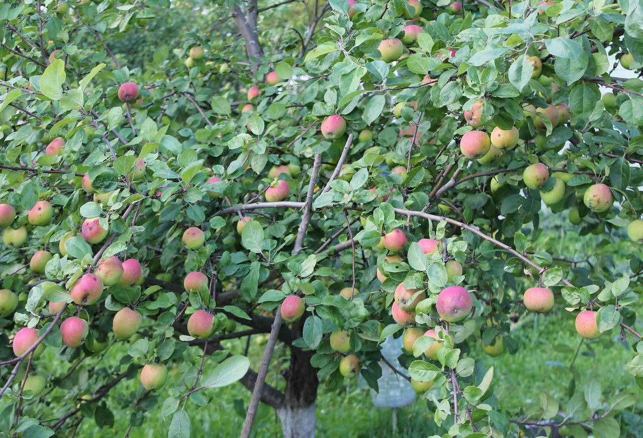 Сорт яблони фуджи: фото, отзывы, описание, характеристики.