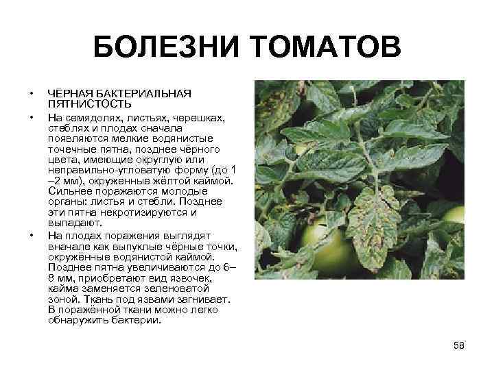 Болезни томатов: самые опасные заболевания помидор