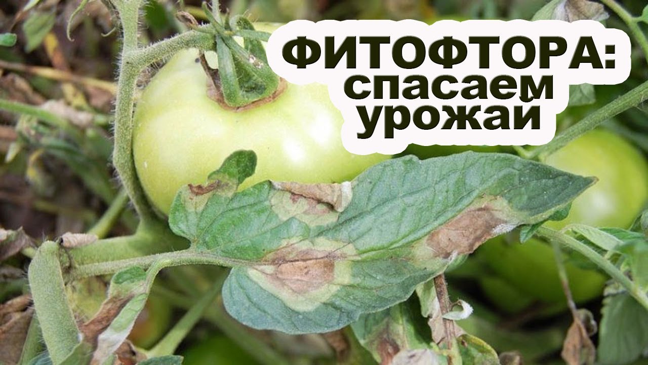 Почему возникает фитофтора на томатах и как с ней бороться?