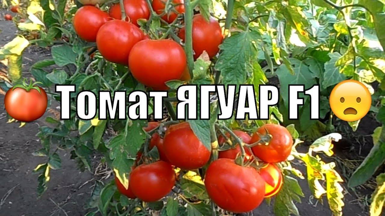 11 голландских сортов томатов для открытого грунта и теплиц