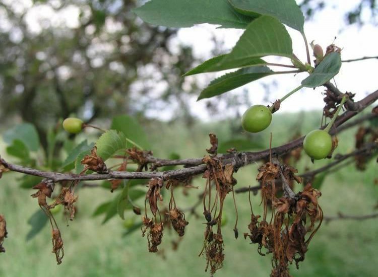 Почему яблоня сбрасывает неспелые плоды и как сберечь урожай