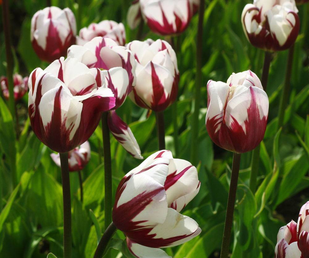 Сорта тюльпанов: топ-20 самых красивых разновидностей, описания и уход