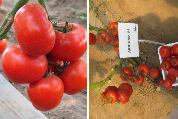 Описание сорта томата грифон f1, его характеристики и выращивание
