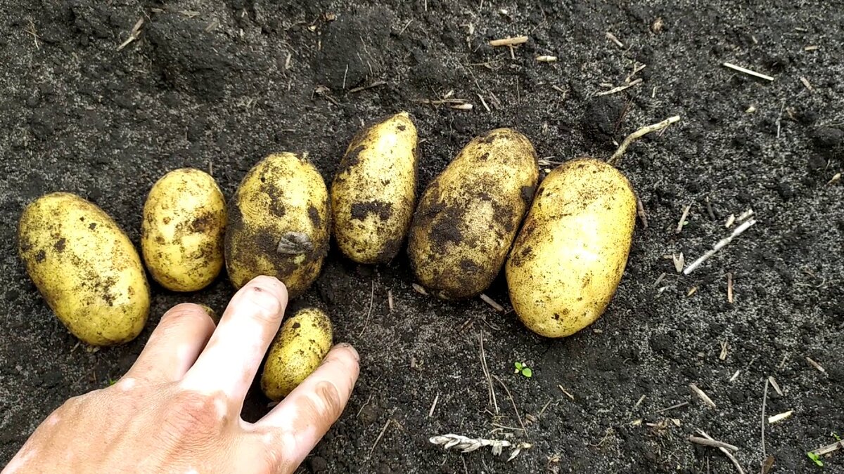 Картофель тулеевский: характеристика и описание сорта, отзывы о картошке, вкусовые качества и особенности выращивания