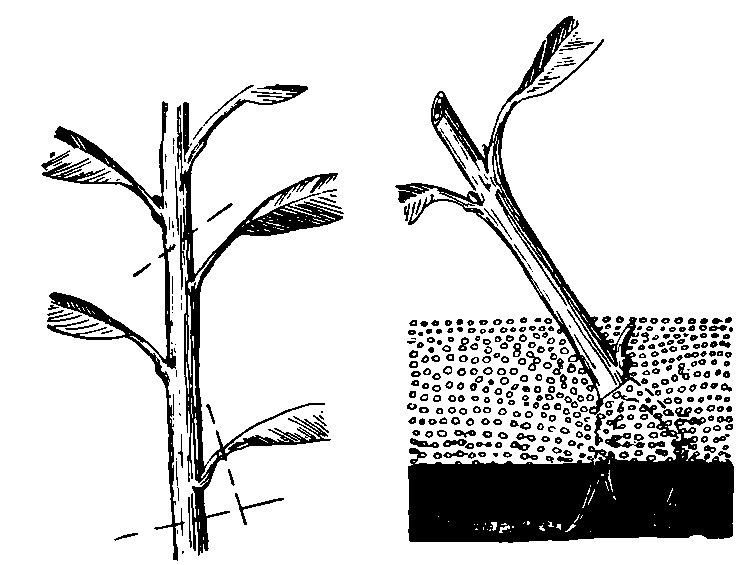 ✅ выращивание алычи из косточки. алыча: выращивание и размножение - живой-сад.рф