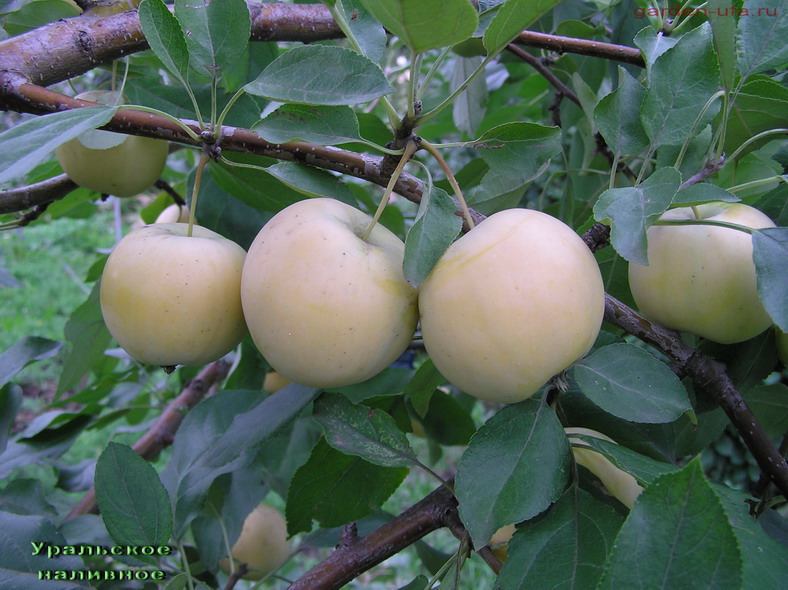 Яблоня уральское наливное: описание сорта яблок, отзывы про уралку
