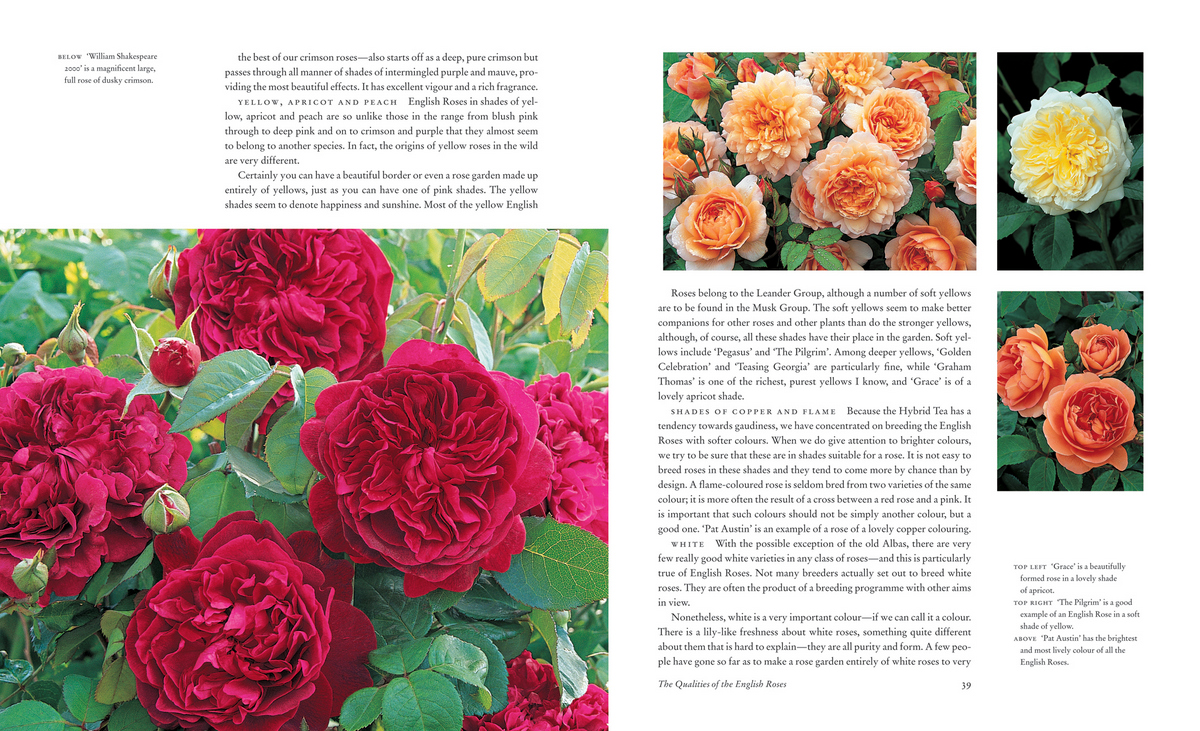 Описание лучших сортов роз с фото и названиями для подмосковья