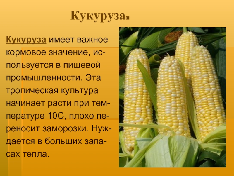 Семена кукурузы: описание, как выглядят, отличия гибрида от обычных сортов, хранение