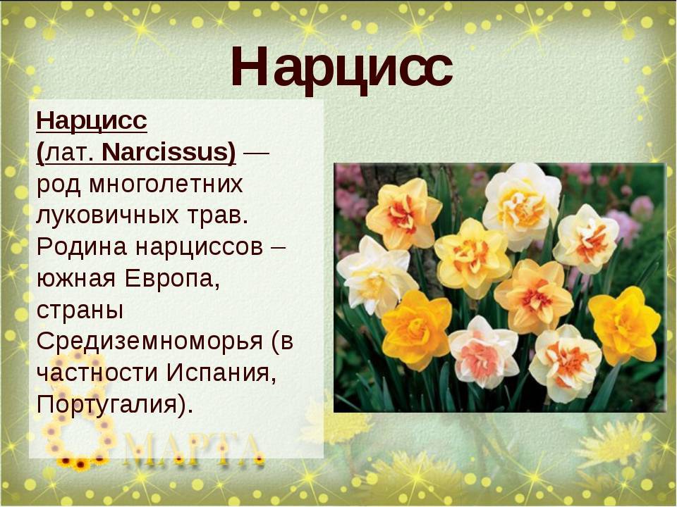 Нарциссы - сорта с фото и названиями, как выглядят желтые, белые, розовые нарциссы, видео