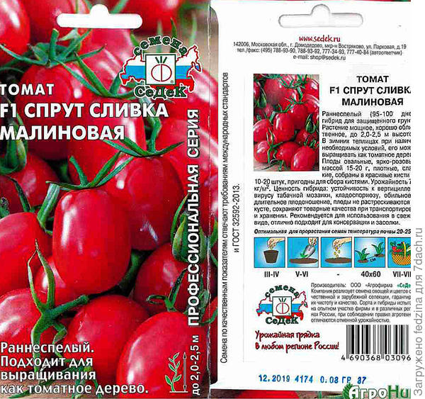 Характеристика и описание томата сорта Спрут, урожайность и выращивание