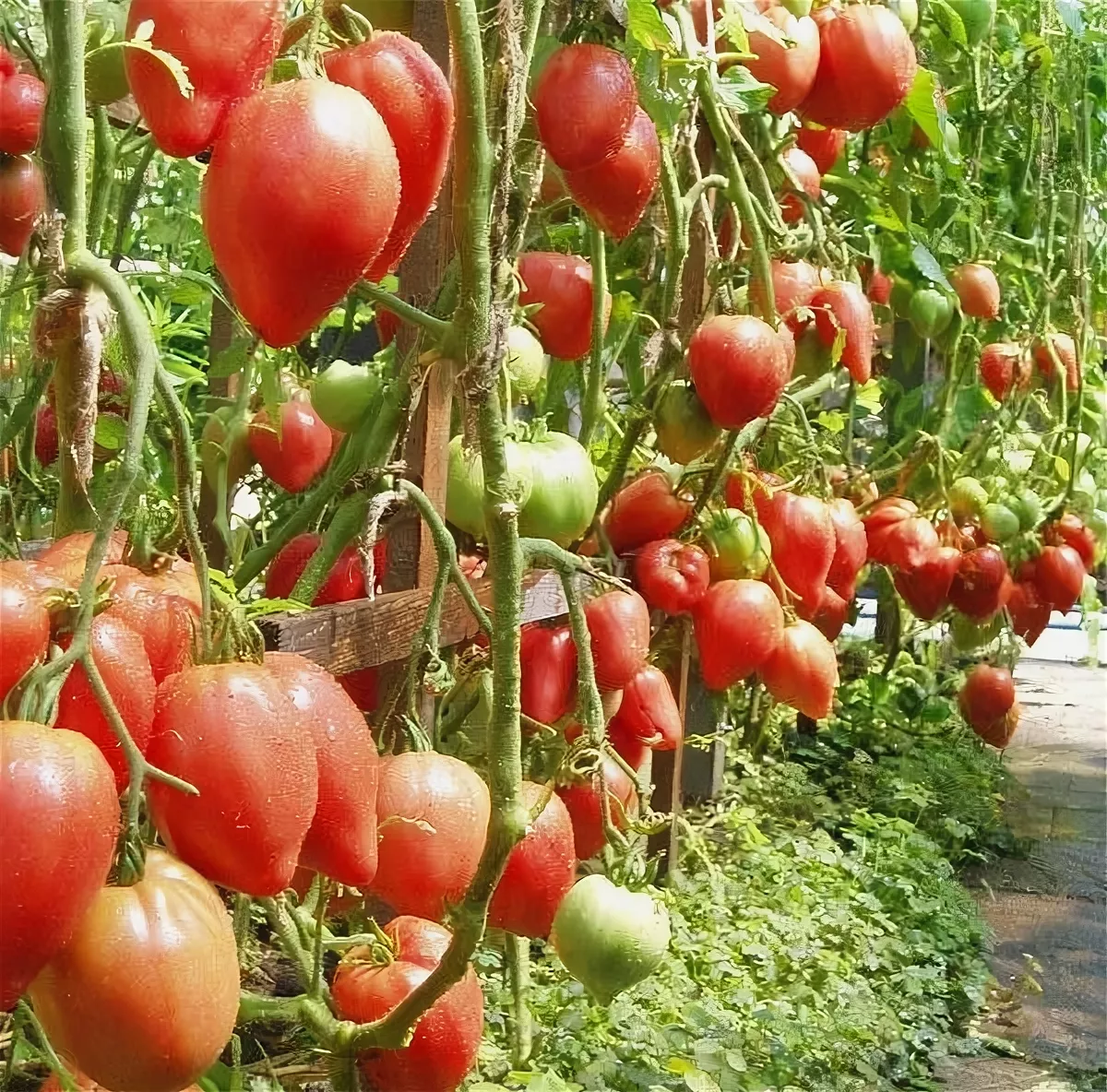 Чудо земли томат: описание, выращивание, уход, фото
