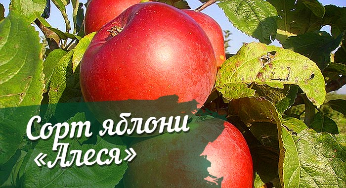 Описание, особенности посадки и ухода за яблоней сорта алеся | огородник