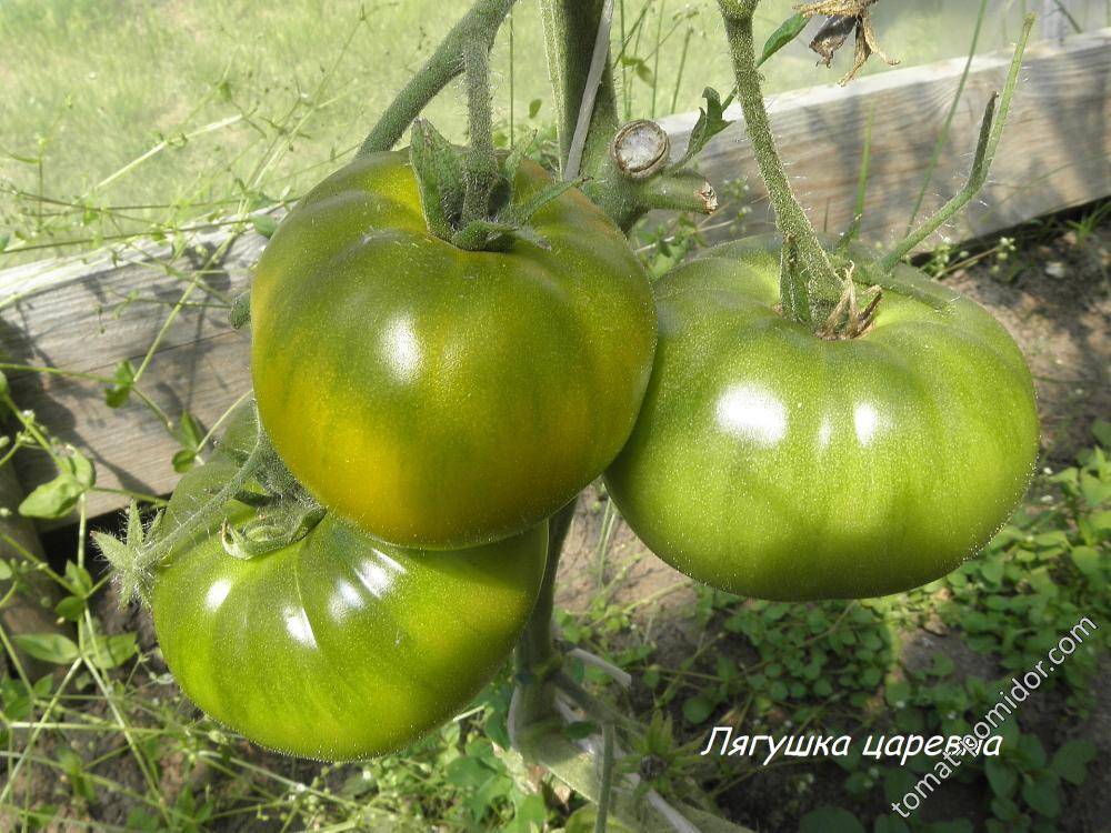 Лягушка царевна сорт томата