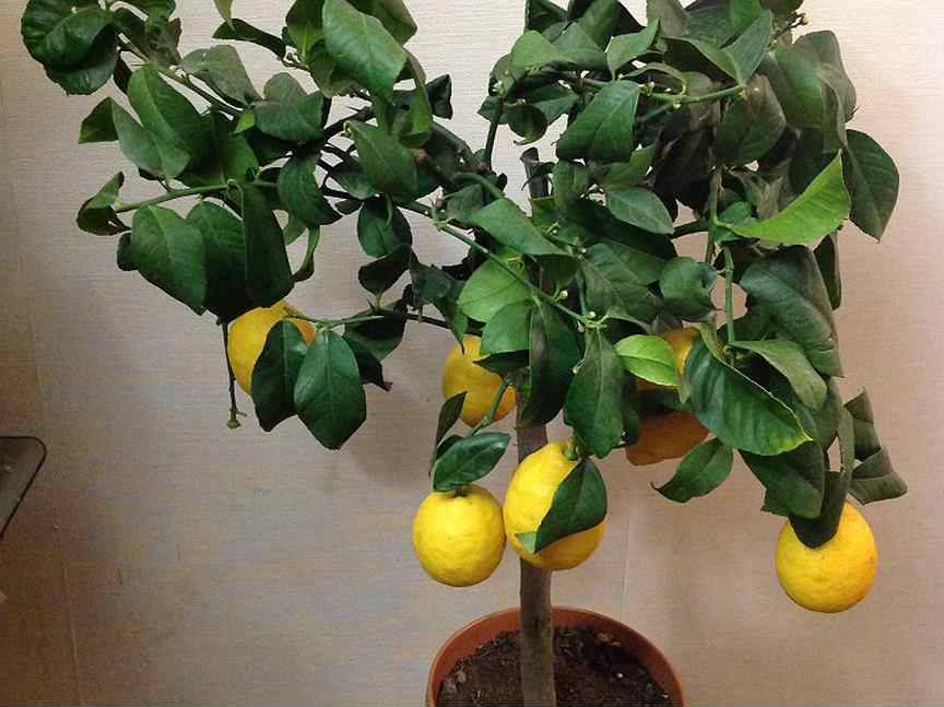 Лимон лунарио: описание сорта, уход за комнатным растением в домашних условиях