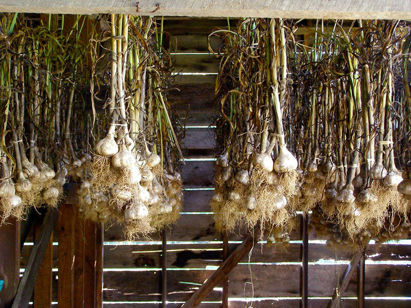 Как правильно сушить лук на зиму в домашних условиях