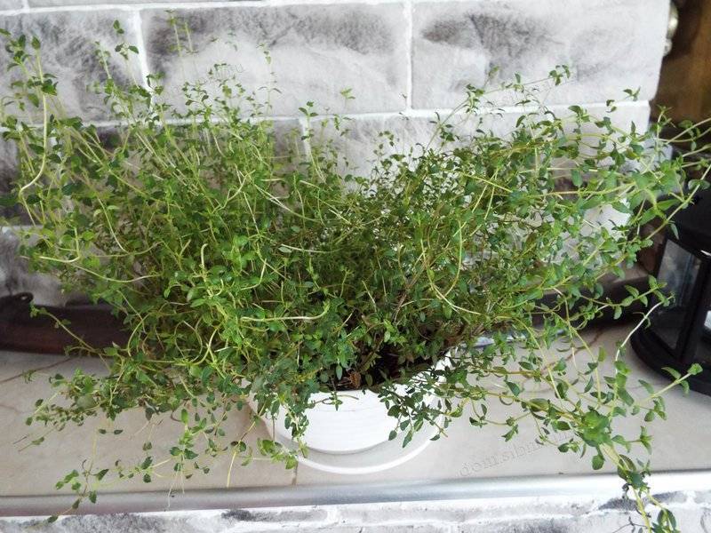 Растение тимьян: как выращивать в квартире и на огороде, виды, фото