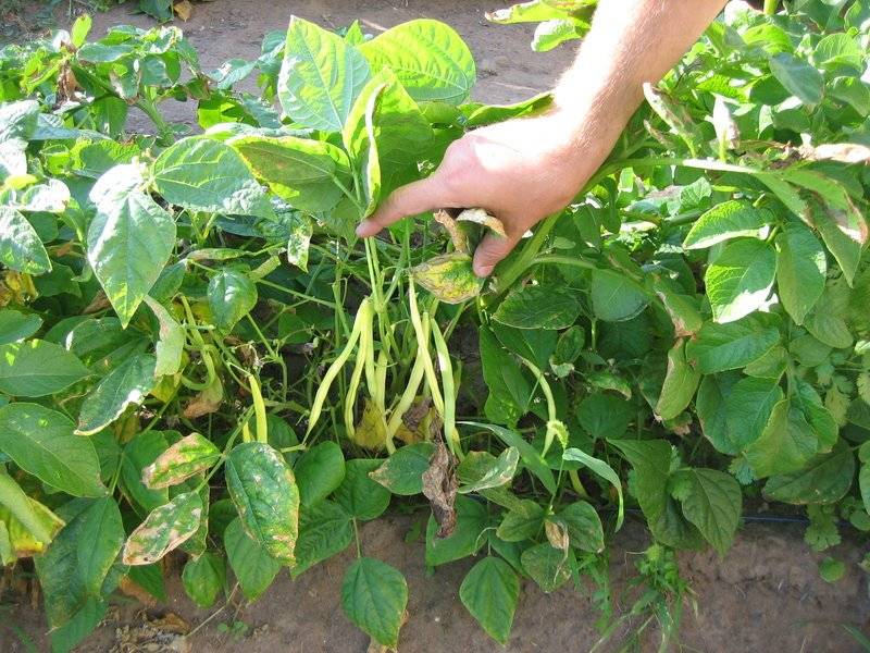 Выращивание спаржевой фасоли в открытом грунте, фото / почва для растения и процесс посадки, видео — как сажать спаржевую фасоль в открытый грунт — про огород
