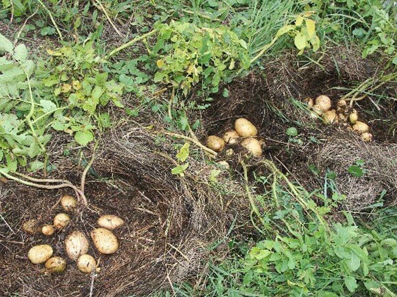 Картофель под соломой и под сеном: как сажать, уход за картошкой пошагово