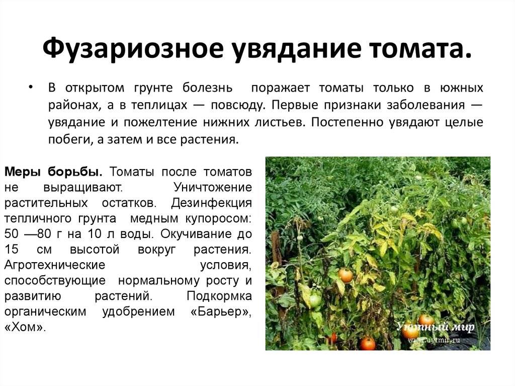 Фузариоз огурцов, томатов, картофеля. средства борьбы