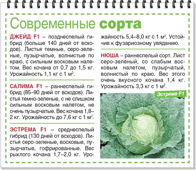 Календарь ухода за белокочанной капустой по месяцах. фото — ботаничка