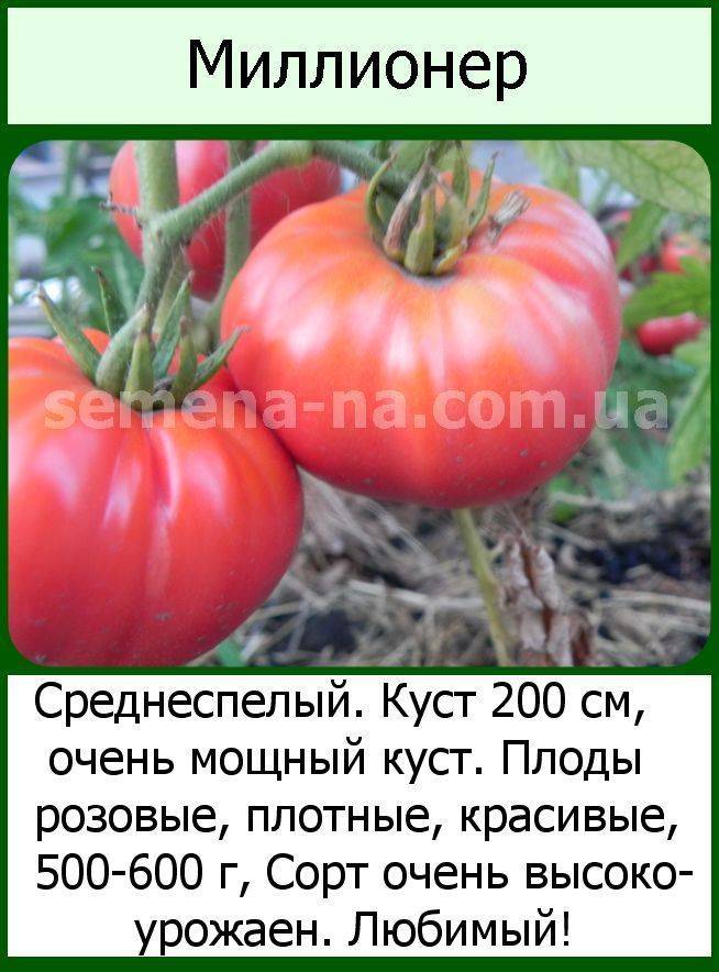 Высокорослые томаты в теплице и открытом грунте — особенности выращивания. посадка, условия и уход. фото — ботаничка