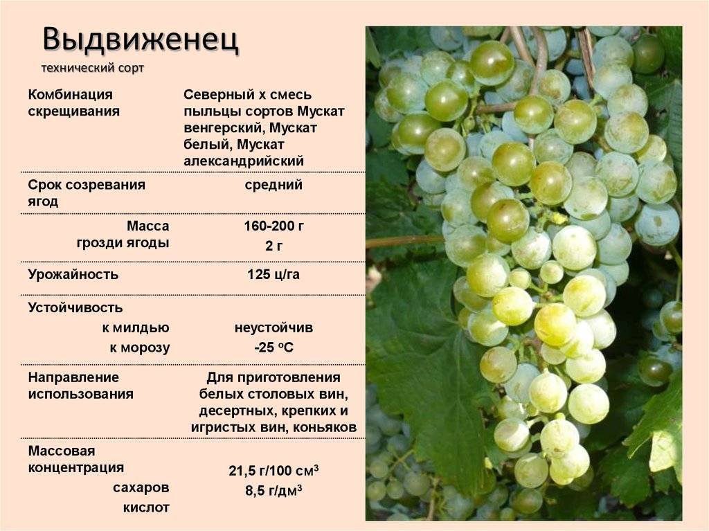 Виноград восторг: описание сорта, размножение, посадка и уход