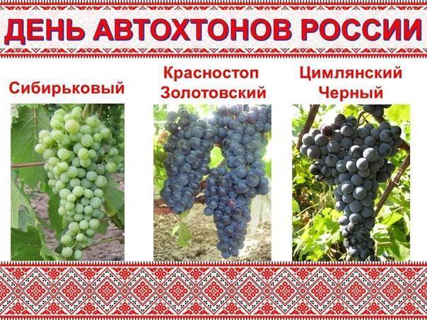 Описание и выращивание винограда сорта Красностоп Золотовский