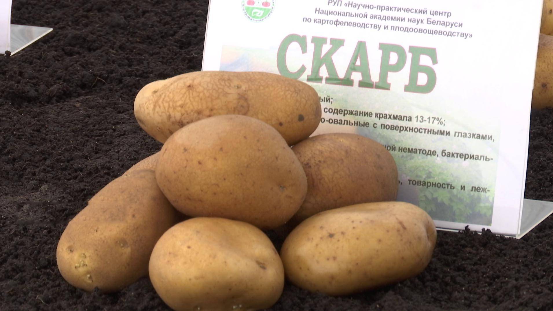 Белорусские сорта картофеля: характеристика и описание, ранние и поздние сорта, фото