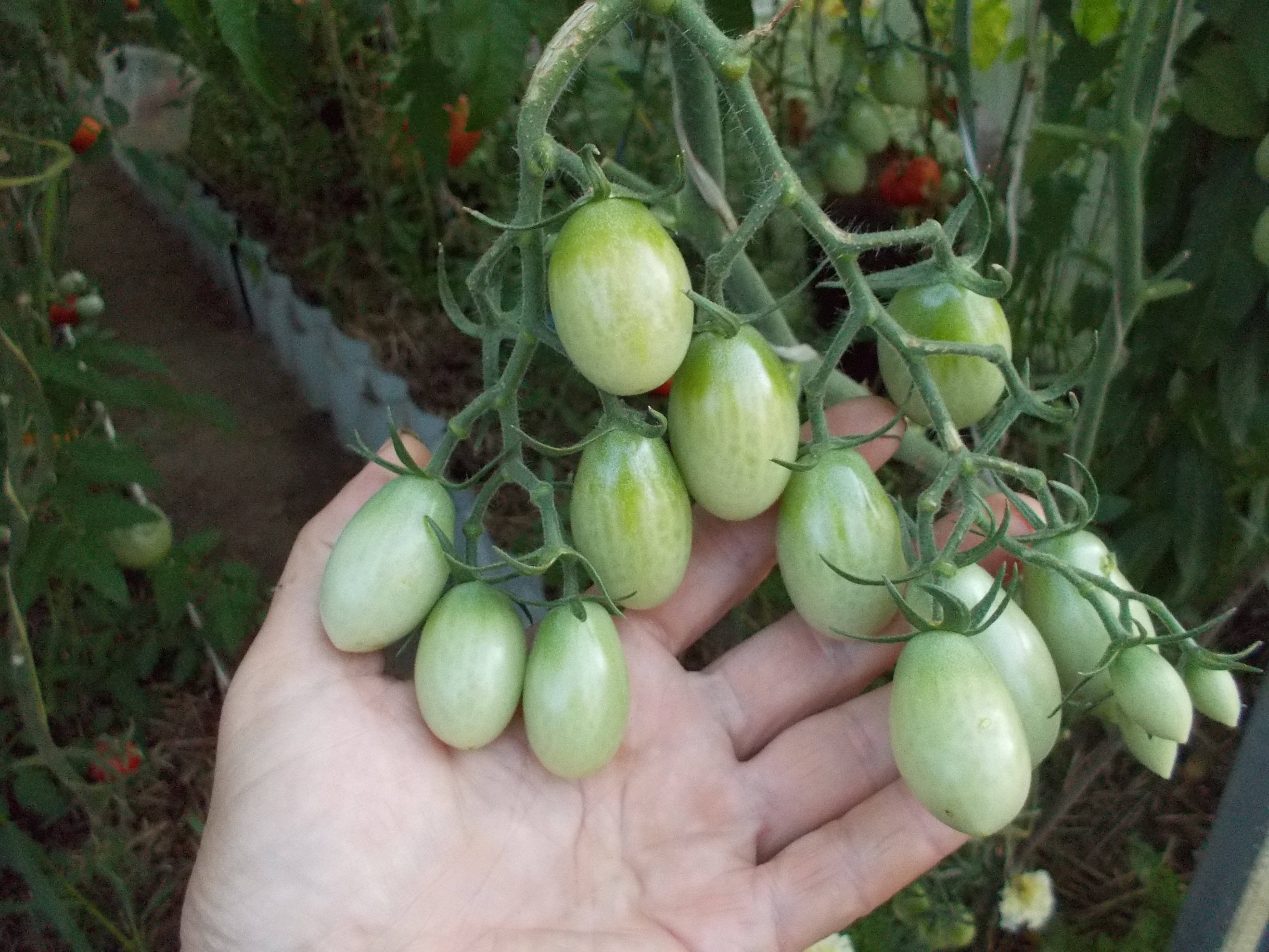 Томат чио-чио-сан: характеристики и описание сорта помидоров, отзывы о его урожайности, фото кустов и поспевших плодов