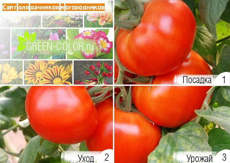 Томат гилгал f1: характеристика и описание сорта от семко, отзывы об урожайности помидоров, видео и фото куста