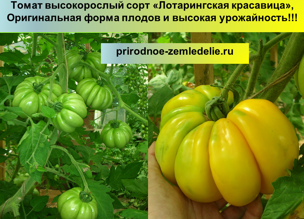 Томат лотарингская красавица: характеристика и описание сорта, урожайность с фото
