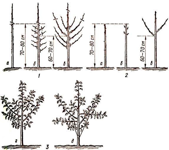 Колоновидные груши: как они выглядят и особенности компактных деревьев