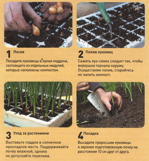 Выращивание дайкона: сроки посадки и уход в открытом грунте