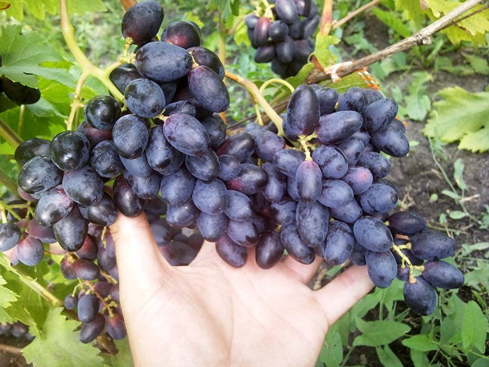 Сорт винограда ромбик- описание сорта, правила посадки и ухода