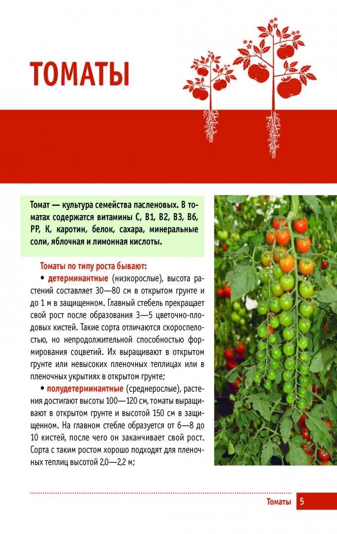 Томат шахерезада: отзывы об урожайности помидоров, характеристика и описание сорта, фото семян