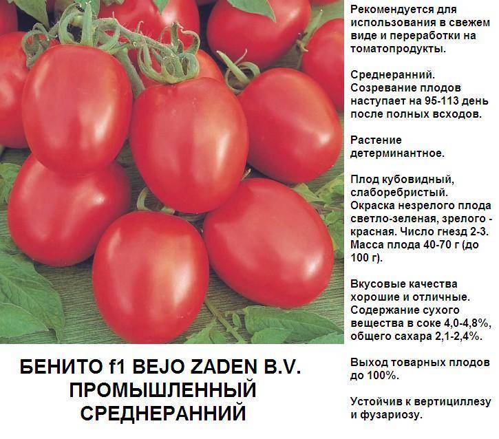 Кистевые томаты: описание и характеристики лучших сортов, выращивание с фото