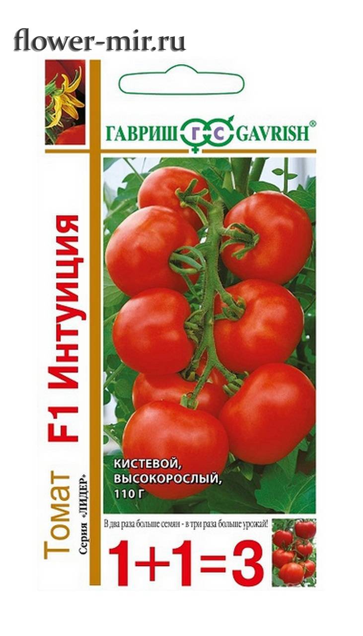 Сорт помидор интуиция: урожайность и особенности выращивания