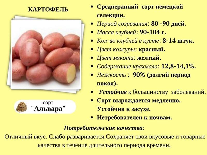 Картофель скарб: описание сорта и характеристика, посадка и уход, отзывы с фото