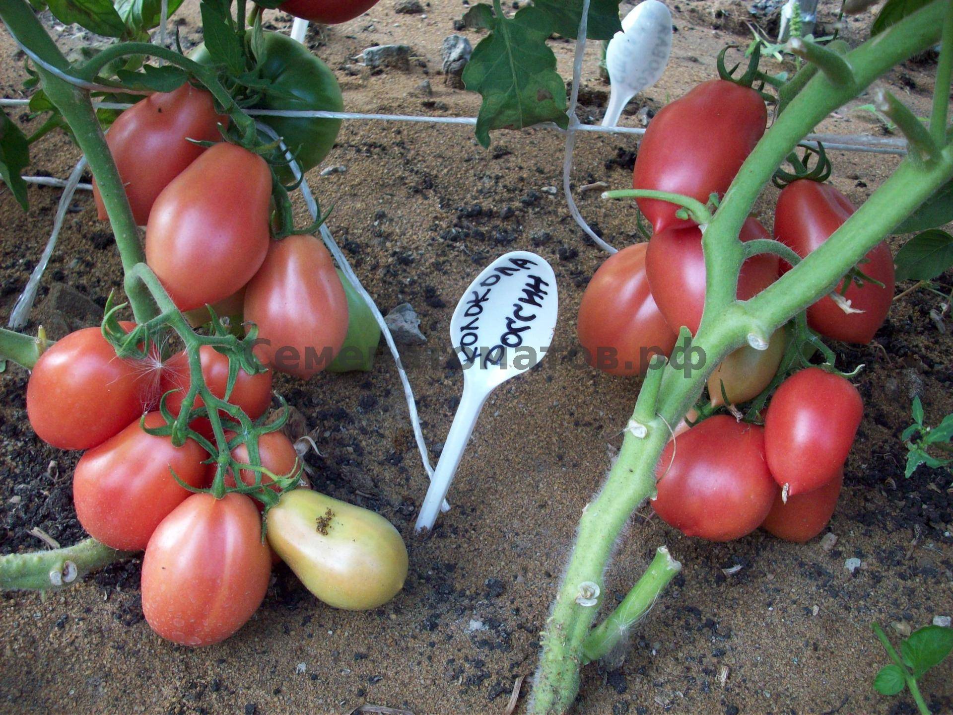 Российский сорт с мясистыми плодами — томат царь колокол: описание и характеристики помидоров