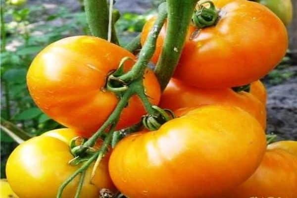 Томат памяти мариса f1: отзывы об урожайности помидоров, описание и характеристика сорта, фото семян