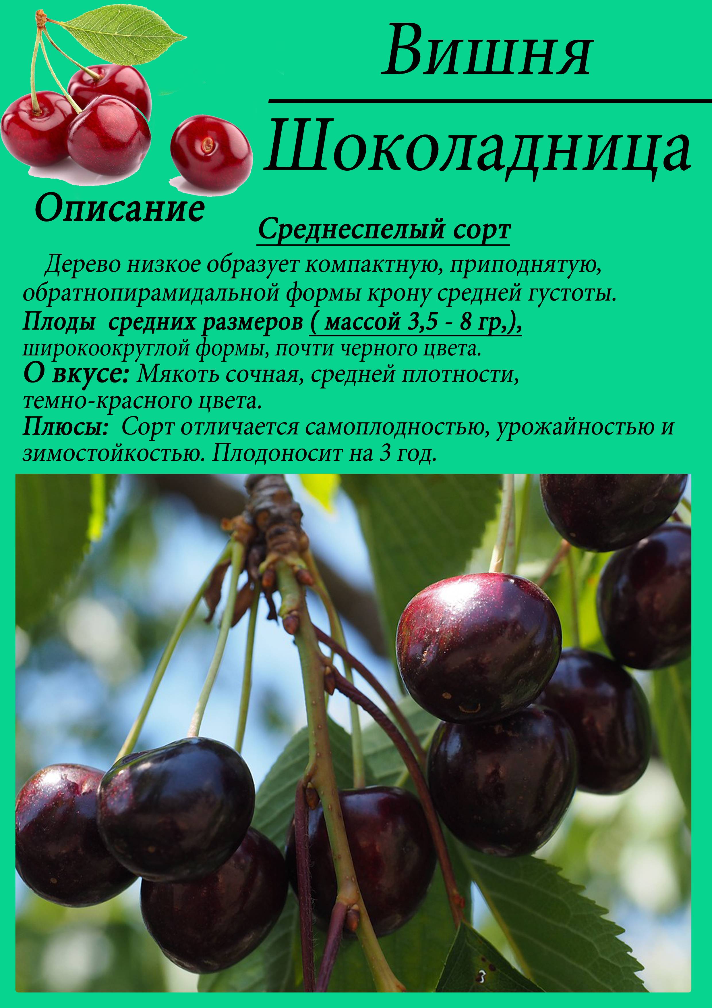 ᐉ низкорослые сорта вишни для средней полосы - zooshop-76.ru