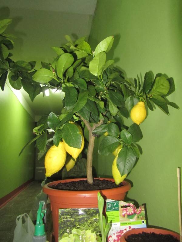 Лимонное дерево - как ухаживать в домашних условиях