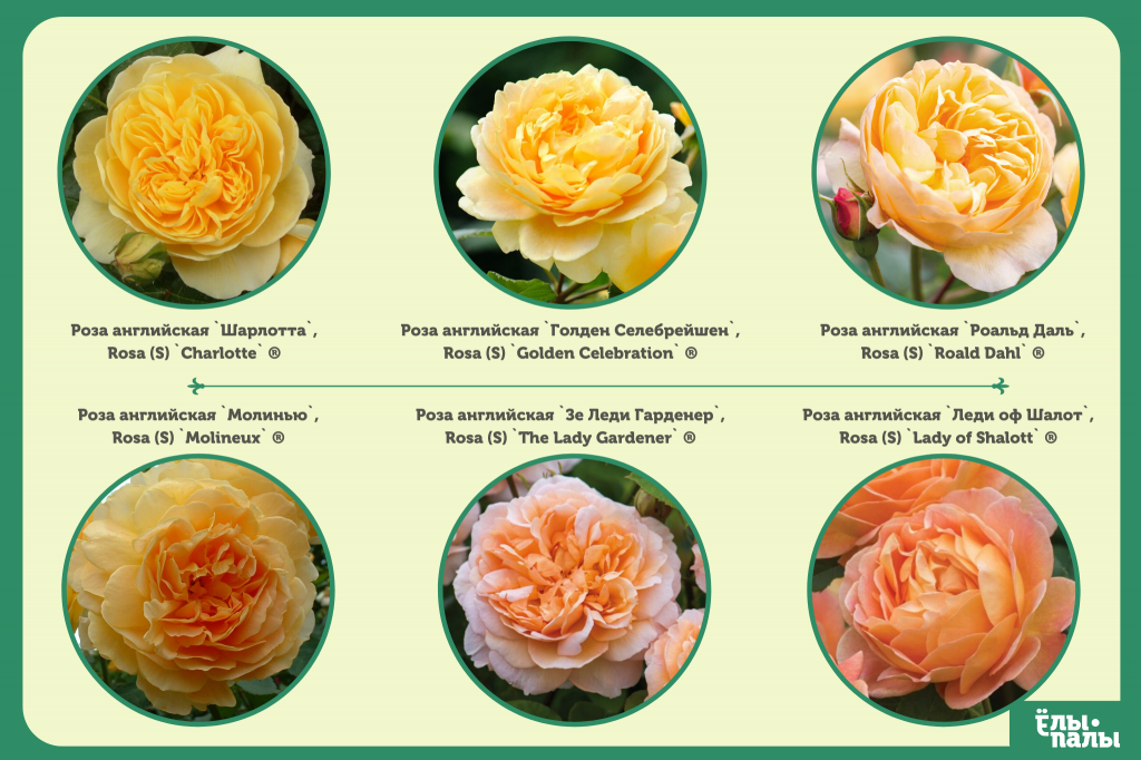 Сорта роз с описанием (60 фото): какие виды роз бывают? описание лучших новых сортов, названия самых ароматных роз
